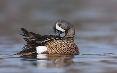 City Lake Blue Wing Teal