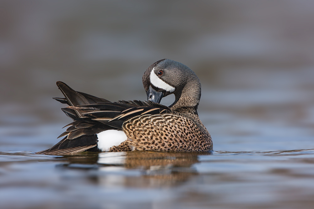 City Lake Blue Wing Teal