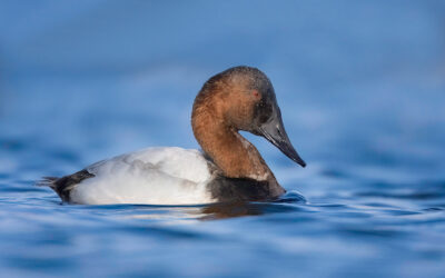 Canvasback Duck Drake