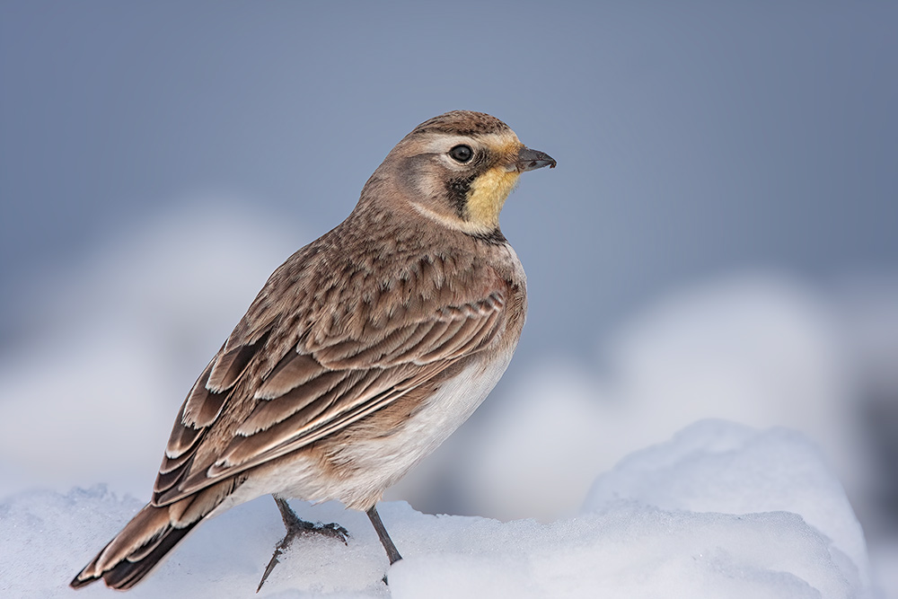 No Winter Good for Wildlife