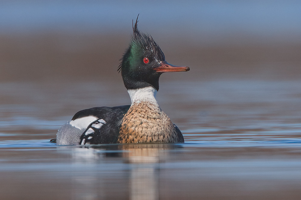 Capturing Local Migrating Waterfowl