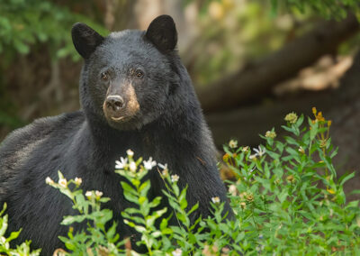 black-bear-on-mount-washburn