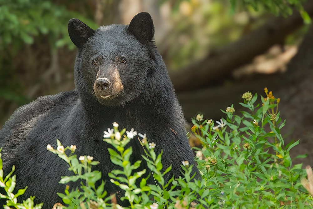 Yikes a Bear! A Mount Washburn Hike