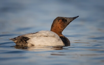 Canvasback Ducks in Fall, Twin Cities and Beyond