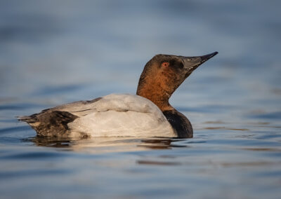 canvasback-drake-up-nod