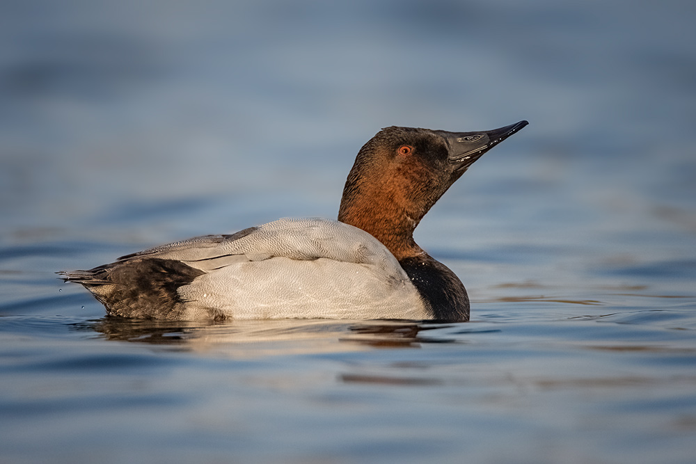 Canvasback Ducks in Fall, Twin Cities and Beyond