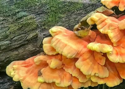 chicken of the woods