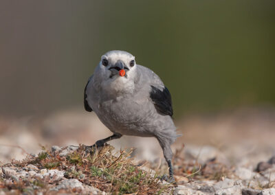 clarks-nutcracker-with-a-seed