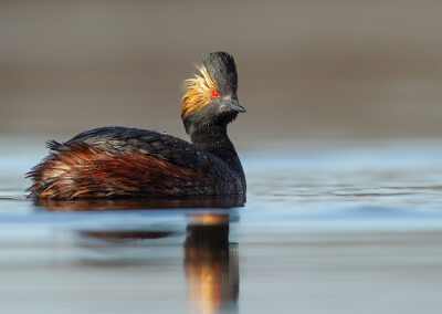 eared-grebe-in-the-mississippi river