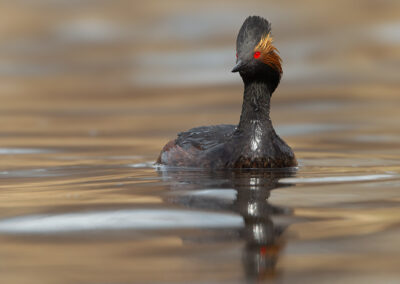 eared-grebe-looks-left