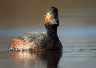 eared-grebe-on-dark-water