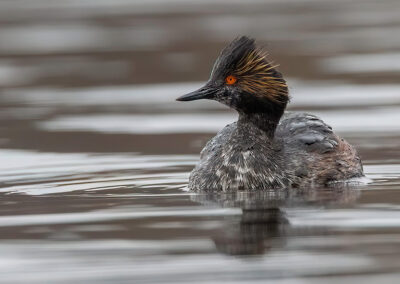 eared-grebe-on-dreary-day-looks-left