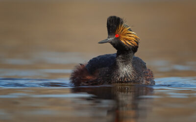 Surprise, Surprise, Eared Grebes in The Twin Cities