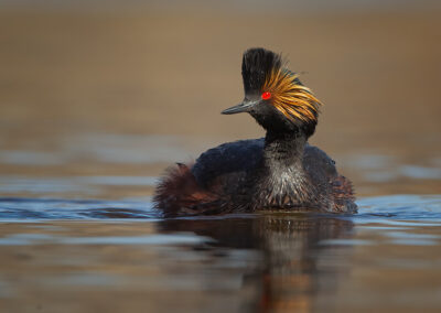 eared-grebe-on-gold