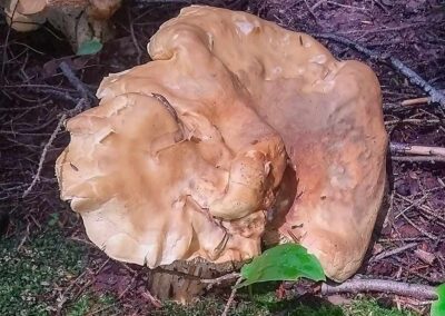 Hedgehog mushroom