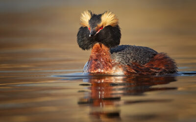 Horned Grebes