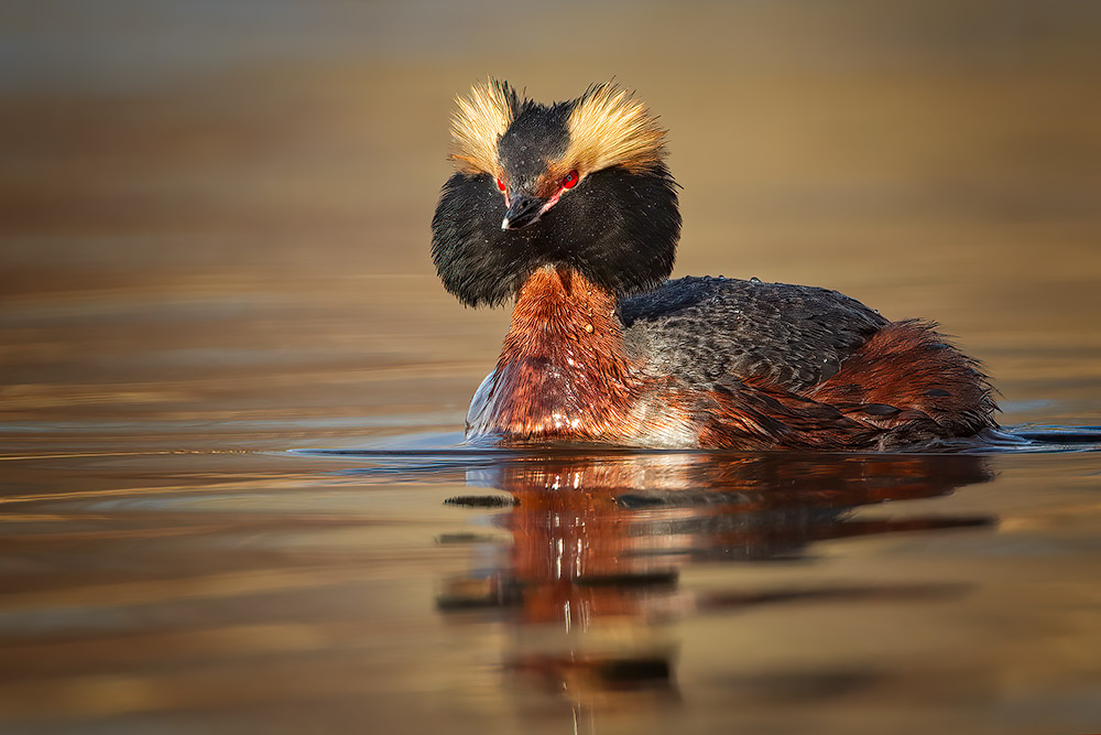 Horned Grebes