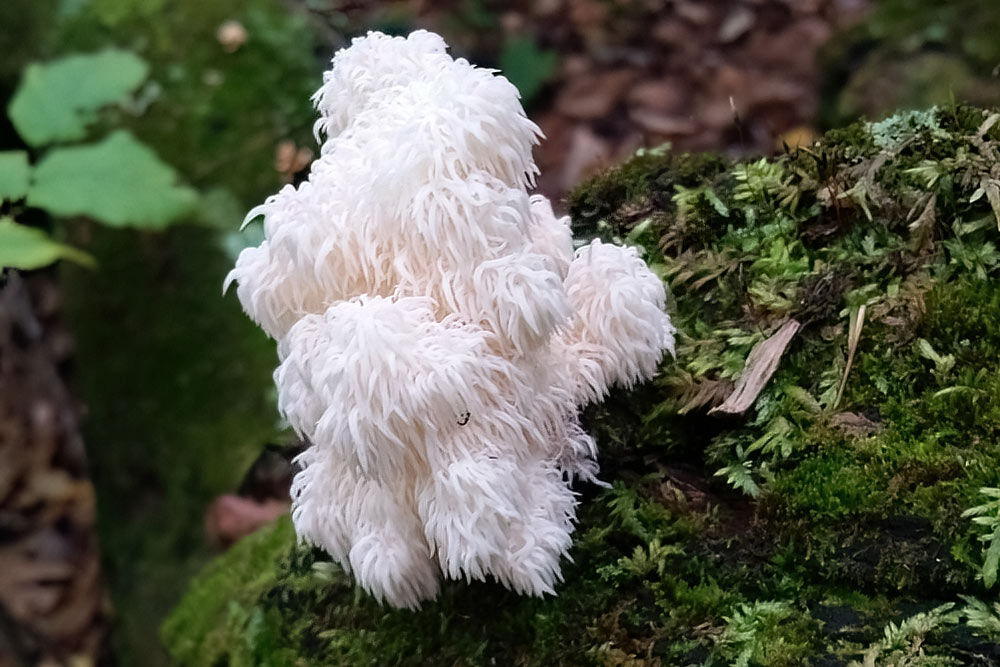 lions mane mushroom