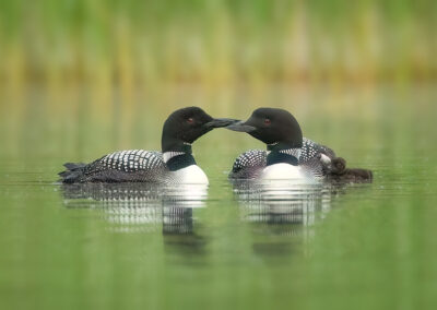 loon family