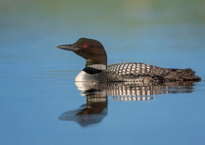 loon-on-blue-water-reflection