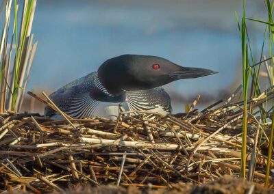 loon-on-nest-tight