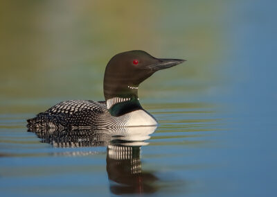 loon-portrait