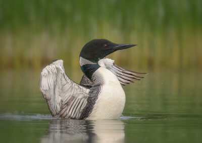 loon-wings-at-dusk