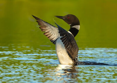 loon-wings