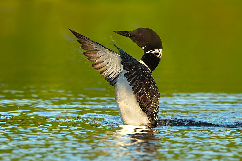 Crazy Loon Behaviors