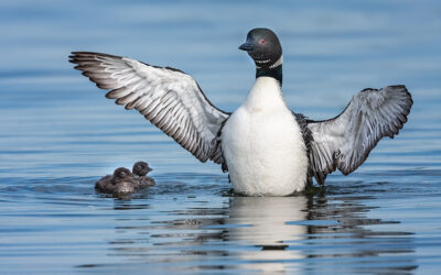 Loons in June