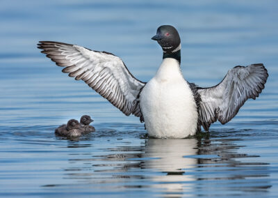 loon-with-2-chicks