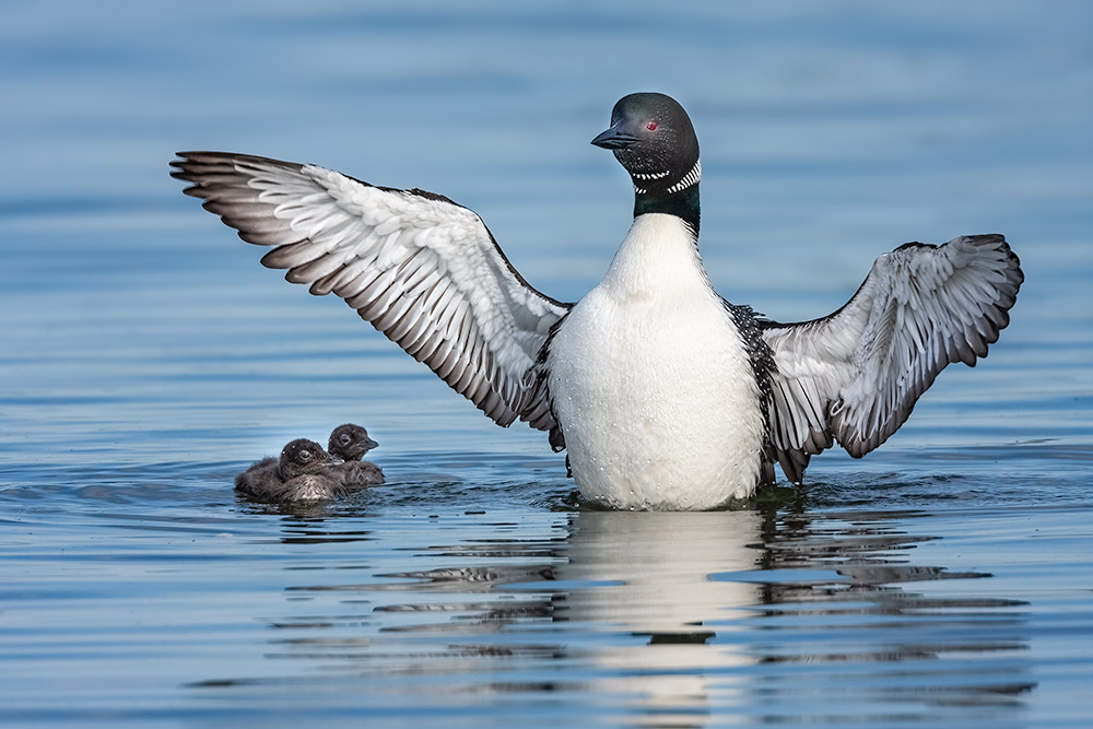 Loons in June