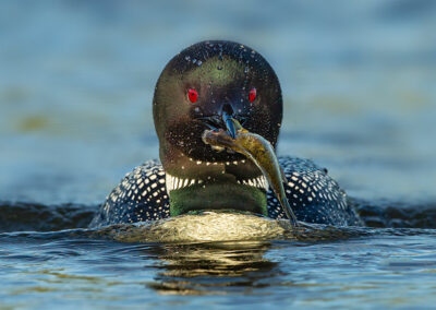 loon-with-sunfish