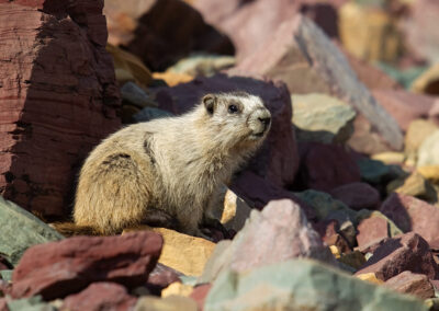 marmot-in-mountain-rocks