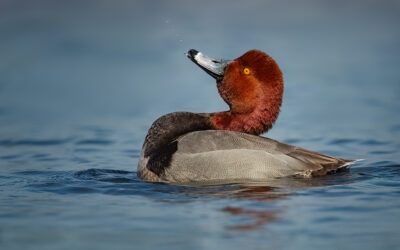 Spring Migration: Red Head Ducks