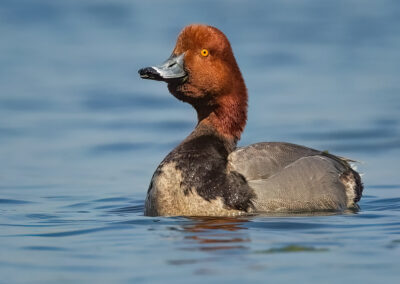 redhead-display-at-me