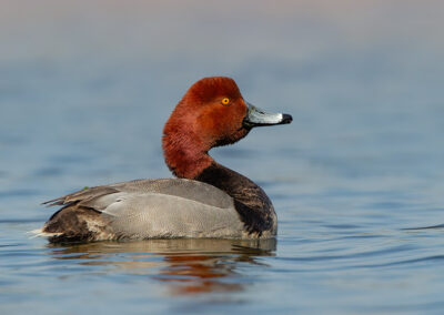 redhead-duck-display-stage-1