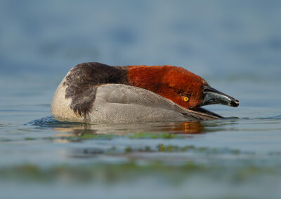 redhead-duck-head-back-display