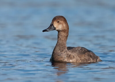 redhead-duck-hen