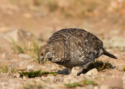 sage-grouse-eats-a-plant