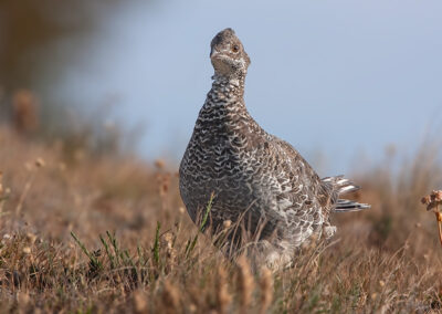 Dusky Grouse