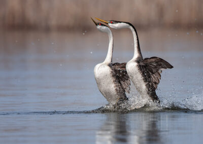 western-grebes-2-across