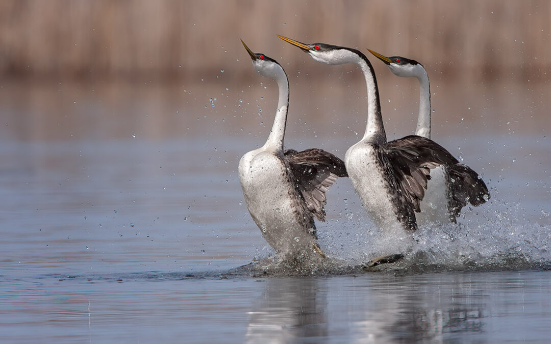 Attention Birders! Go Watch Western Grebes Run!