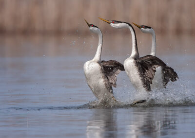 western-grebes-3-across