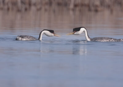 western-grebes-face-to-face