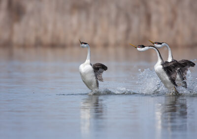 western-grebes-running