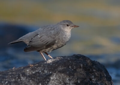 american dipper