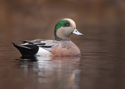 American Wigeon Drake in Judy Lake