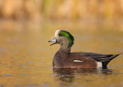 american wigeon drake calls