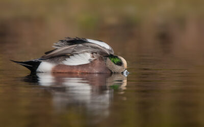 American Wigeon: Fall Invasion